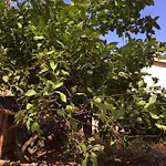 Caseddu Di Chjarastella