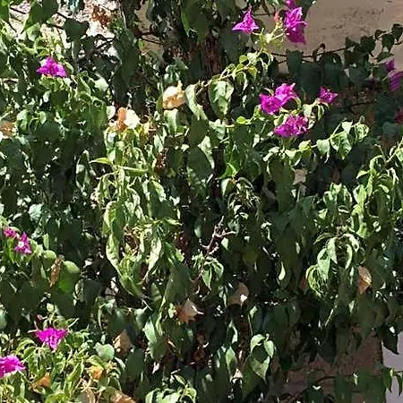 Bed & Breakfast Caseddu Di Chjarastella 4*