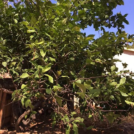 Caseddu Di Chjarastella