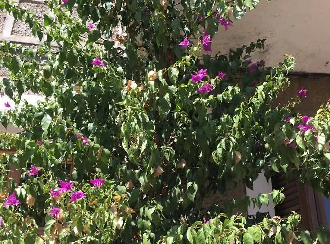 فندق مبيت وإفطار Caseddu Di Chjarastella 3*