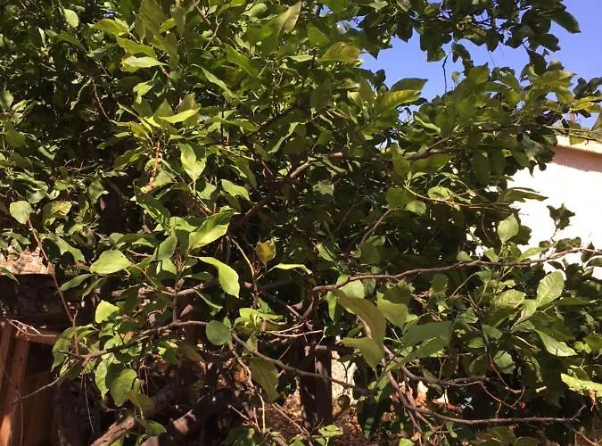 Caseddu Di Chjarastella